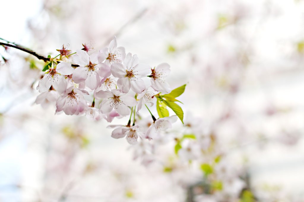 Tipps für wunderschöne Frühlingsbilder